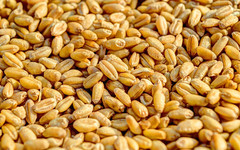 В Кировской области обнаружили 90 тонн зерна с опасными токсинами