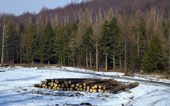 Житель Санчурского района незаконно вырубил лес на 300 тысяч рублей