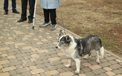 В Кировской области оштрафовали более 600 владельцев собак