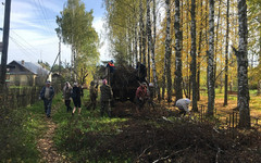 Жители Кировской области высадили 7 тысяч деревьев