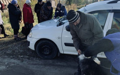 Более 300 домашних животных привили в Октябрьском районе Кирова