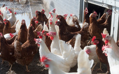 Работникам птицефабрики «Фалёнская» девять месяцев не платили зарплату