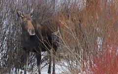 В Кировской области браконьеры убили лосиху