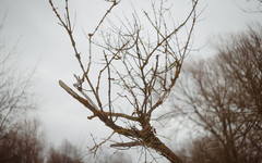 Преимущественно без осадков. Погода в Кирове 8 ноября