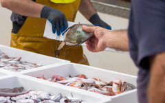 В Яранском районе продают рыбу без срока годности