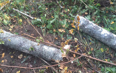 В Малмыжском районе рабочего убило деревом при валке леса