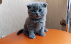 Продажа котят обошлась кировчанке в 7 тысяч рублей