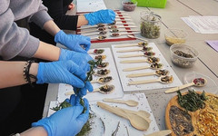 Студенты ВятГУ создают чай из растений из Ботанического сада