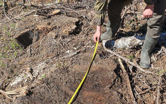 В Яранском районе арендатор заплатит за незаконную вырубку леса