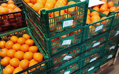 В Киров завезли партию египетских мандаринов с калифорнийской щитовкой