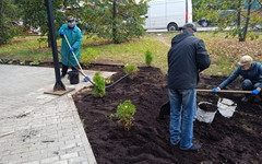 На Шахматной аллее высадили многолетние растения