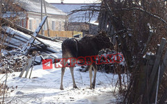 В Лузу вышел раненый лось