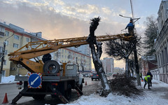 В Кирове обрезали деревья на Ленина, Октябрьском проспекте и Красноармейской