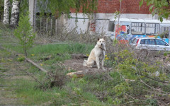 У домашней собаки в Кирове обнаружили бешенство