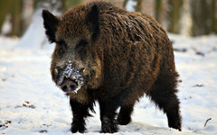 В Кировской области с 28 февраля запретят охоту на кабана, птиц и пушных зверей