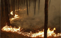 Из-за жары в регионе вырос риск лесных пожаров