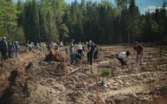 Кировская область посадила 15 тысяч сосен в память о героях войны