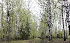 В Арбажском районе с лесопользователя взыскали ущерб за незаконную вырубку