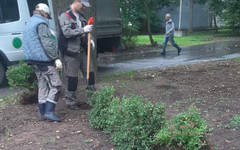 В Александровском саду высадили кустарники