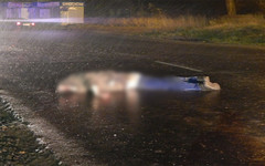 В одном из районных центров Кировской области под колёсами автомобиля погиб мужчина (ФОТО)