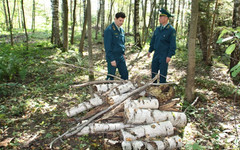 Жители Кировской области получили условные сроки за незаконную рубку леса
