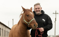 Никита Белых предложил установить в Кирове памятник Вятской лошади