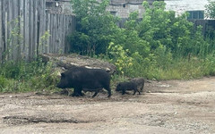 В Кирово-Чепецке заметили семью кабанов