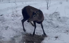 В Кировскую область привезли оленей из Белгорода