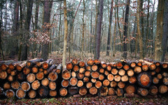 В Кировской области на депутата, скрывшего незаконную рубку леса, завели уголовное дело