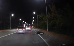 В Кирове машина сбила лося