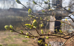 В последний день апреля в Кирове будет тепло и дождливо