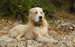 В Кирово-Чепецком районе две большие собаки покусали жителей. Один из пострадавших попал в реанимацию