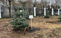 В парке имени Кирова создают новую аллею