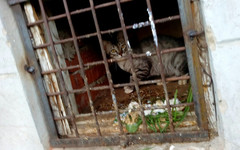 В подвале жилого дома в Нововятске коммунальщики замуровали несколько кошек