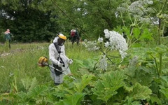 Главе администрации Мурашинского района внесли представление из-за нескошенного борщевика