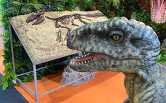 Кировских динозавров показали на выставке в Дубае