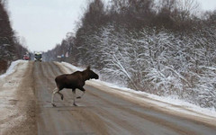 За январь в Кировской области случилось семь ДТП с участием лосей
