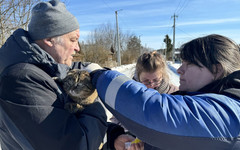 В Октябрьском районе Кирова вакцинировали 693 питомца