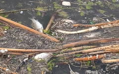 В Кирово-Чепецком районе в водоёме обнаружили мёртвую рыбу