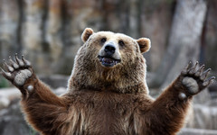 В Кировской области завершается сезон охоты на медведя