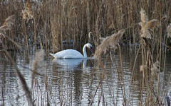 «Не мог ни летать, ни плавать»: в Кировской области спасли замерзающего у реки лебедя