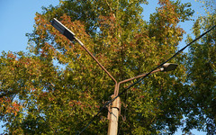 
								В Зуевке по поручению губернатора спилили аварийные деревья
							