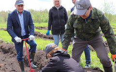 На берегу Никулинки в Бобино сотрудники «Т Плюс» высадили сосны