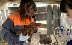 В Октябрьском районе вакцинировали около 1200 домашних кур