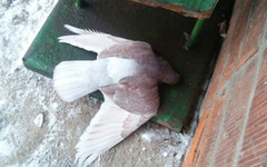 В Котельниче массово умирают голуби
