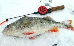 В Белой Холунице пройдёт областной чемпионат по зимней рыбалке