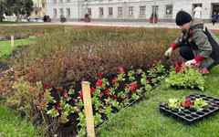 Киров украсили 8500 квадратных метров цветников