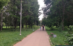 Вместо вырубленных деревьев в Кочуровском парке высадят барбарис и клёны