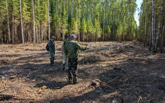 В Зуевском районе незаконно нарубили лес на 250 тысяч рублей