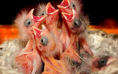 «Я родился». Девять роликов, в которых животные вылупляются из яиц